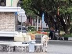Satpol PP Parimo Akan Tertibkan Hewan Ternak Berkeliaran di Jalan Raya