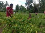 Antisipasi Dampak Inflasi, Masyarakat Tanam Cabai