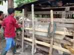 Dinas PKH Parimo Targetkan 10.000 Ekor Sapi Difaksinasi