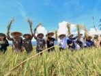Desa Suli Menjadi Salah Satu Lokasi Panen Padi Nusantara se Indonesia