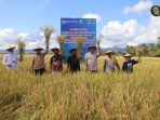 Kelompok Tani di Balinggi, Panen Raya Padi Metode Hoston