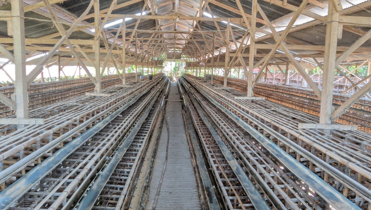 Harga Telur di Tingkat Peternak, Pedagang dan Konsumen Terus di Pantau