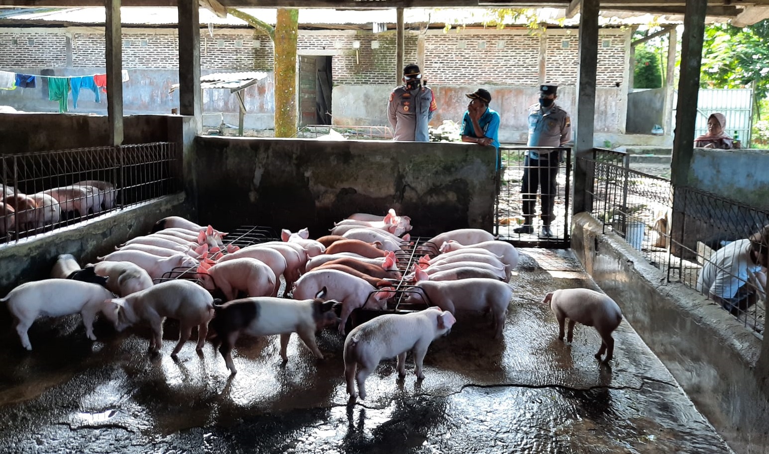 Ribuan Ternak Babi di Parimo Mati Akibat Wabah Virus