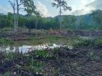 DLH Parimo Terima Laporan Dugaan Pengrusakan Mangrove di Toboli