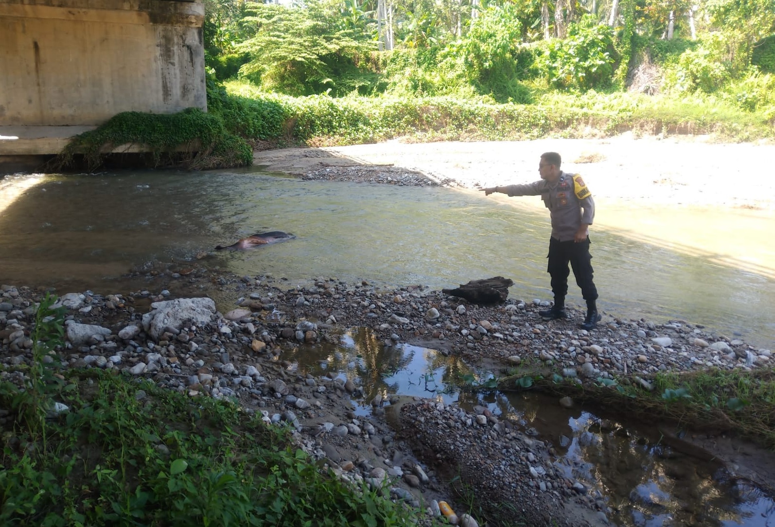 Warga Resah, Bangkai Babi Dibuang Sembarangan