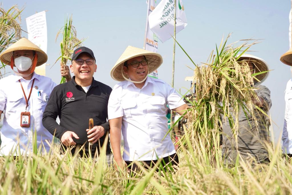 NFA Dorong Penguatan CBP Dari Produksi Nasional