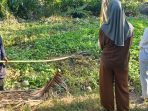 Warga Sausu Peore Diresahkan Buaya Pemangsa Manusia dan Ternak