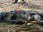 Buaya Yang Meresahkan Warga Sausu Peore Akhirnya Ditangkap