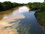 Bahaya Pencemaran Logam Berat di Sungai dan Laut