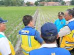 Metode IPHA Dukung Peningkatan Produksi Gabah Padi di Cirebon