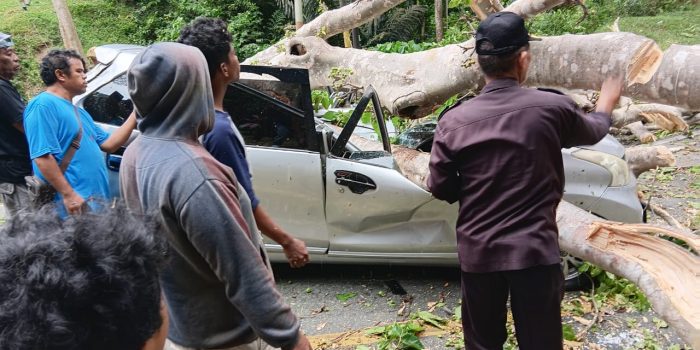 Pohon Tumbang Timpa Mobil di Jalur Trans Kebun Kopi, Satu Pengemudi Tewas di Tempat